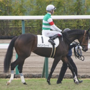 新馬戦本馬場入場