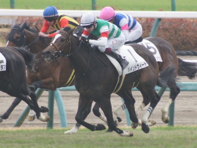 新馬戦最後の直線 バインドウィード
