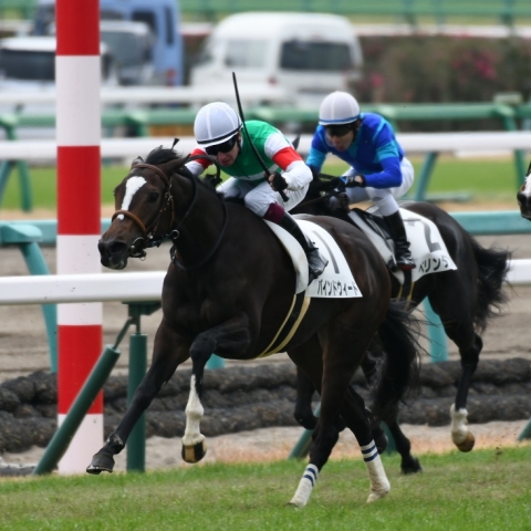 直線 バインドウィード