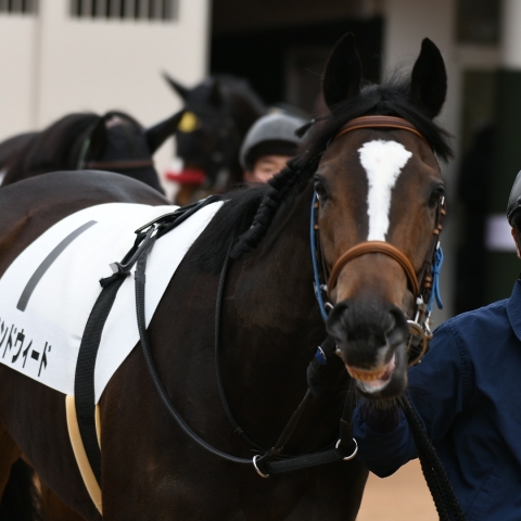 パドック バインドウィード