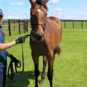 2018年募集馬見学ツアー　早来ファーム