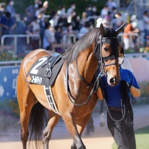 2021/9/20 ジャングルポケット(2勝クラス)