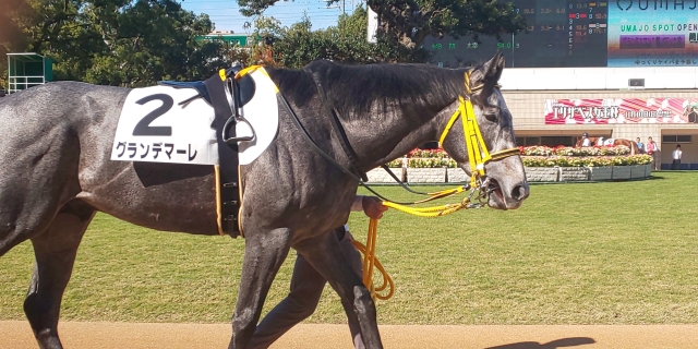 2歳新馬 パドック グランデマーレ