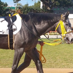 2歳新馬 パドック