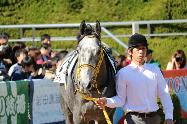 新馬戦パドック グランデマーレ