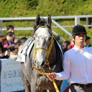 新馬戦パドック