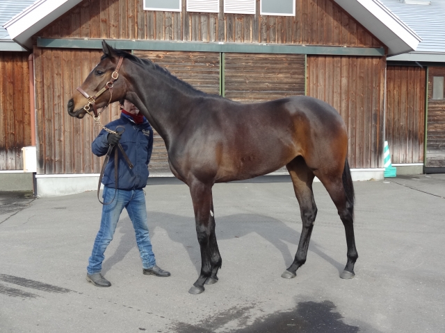 ＮＦ早来にて リリレフア