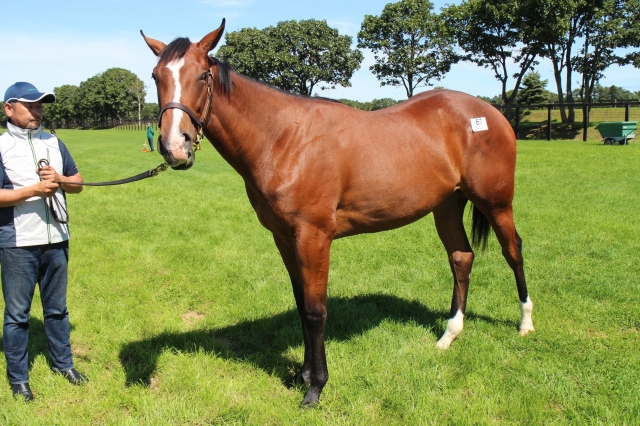 2018年募集馬見学ツアー　Y11&12 レシステンシア