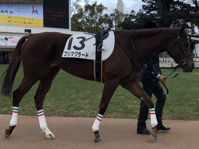 デビュー戦パドック！ プリマグラード