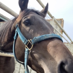 コスモヴューファーム 見学