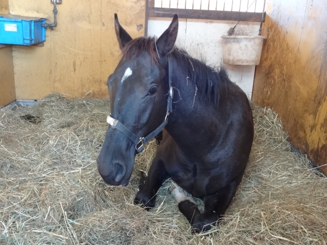 コスモヴューファーム ウインジョイフル