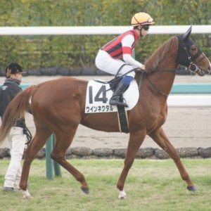 新馬戦本馬場入場