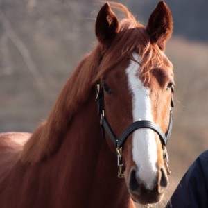 ケイアイファーム募集馬展示会