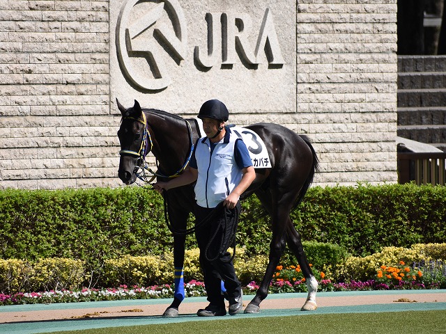 パドック⑤ ロードカバチ