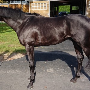 山元トレーニングセンター(デビュー戦後)