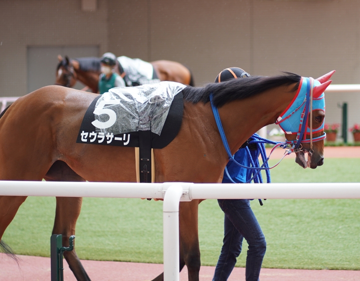 2021/6/27 舞子特別(2勝クラス) セウラサーリ