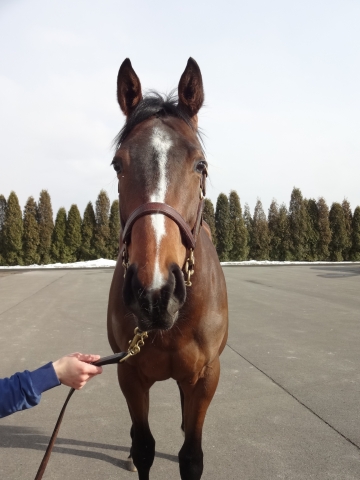 ＮＦ早来にて アスティパレア