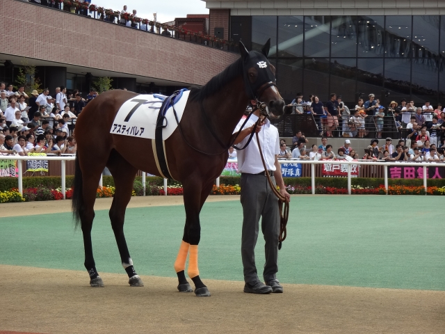 新馬戦パドック アスティパレア