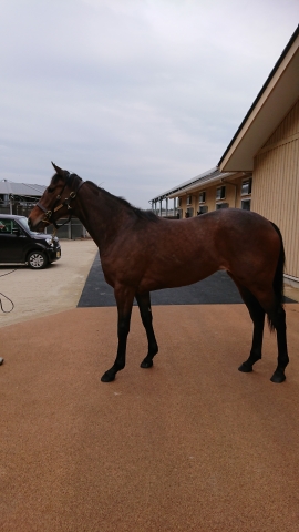 しがらきにて パレドネス