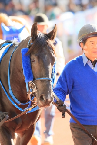 阪神未勝利 シュテルクスト