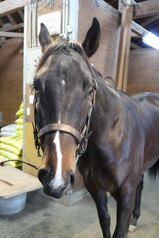 ノーザンファーム空港（2018年12月） カヴァス