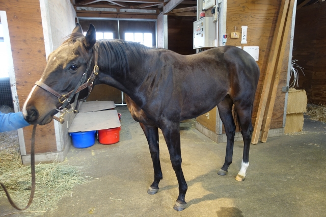 ノーザンファーム空港（2019年1月） カヴァス