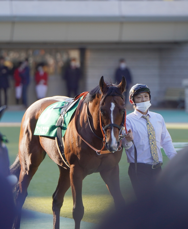 2023/2/5 東京新聞杯(G3) ファルコニア