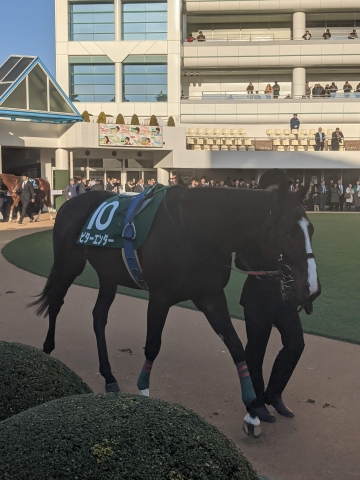 パドック ビターエンダー