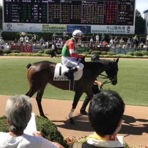 デビュー戦パドック