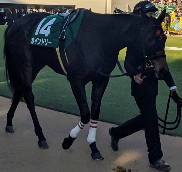 パドック カインドリー