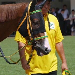 新馬戦パドック