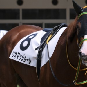 新馬戦パドック