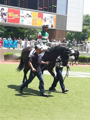 新馬戦パドック ジュビリーヘッド