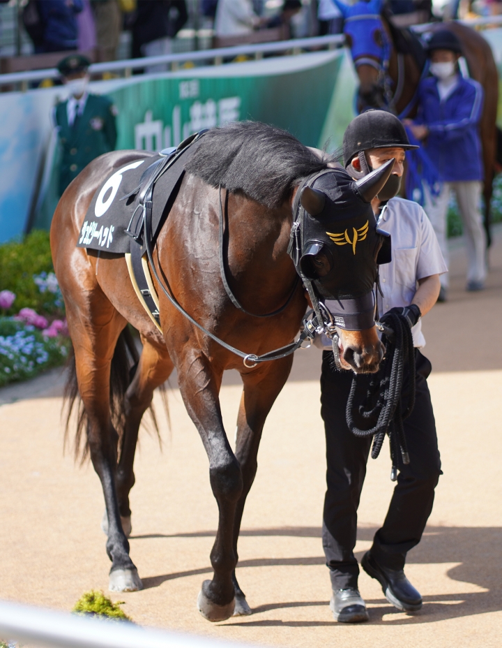 2022/4/9 船橋S(3勝クラス) ジュビリーヘッド