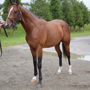 2019年7月末ノルマンディファーム