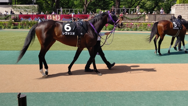 東京 石和特別 パドック レヴォリオ