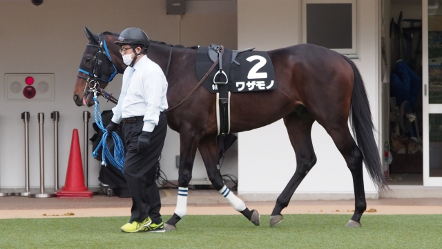 20201219 中山9R ひいらぎ賞 パドック ワザモノ