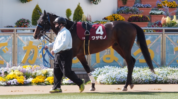 20210410 中山11R ニュージーランドT パドック ワザモノ