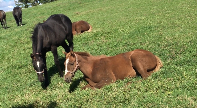 放牧地 見学 フェアメーゲン