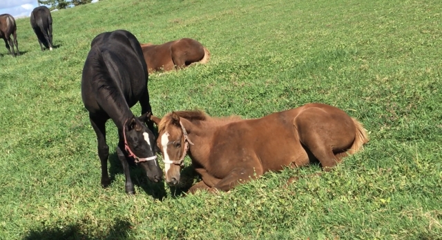 放牧地 見学 フェアメーゲン