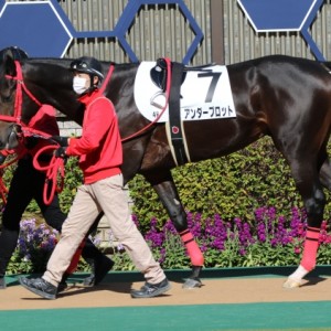 新馬戦パドック