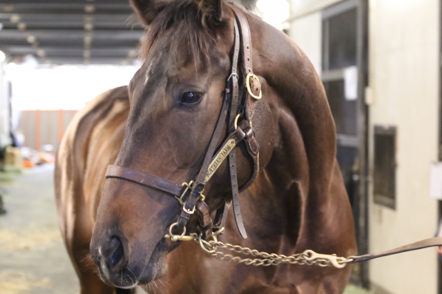 2020年12月　ノーザンファーム天栄 アンダープロット