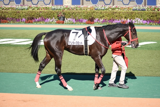 新馬戦パドック アンダープロット