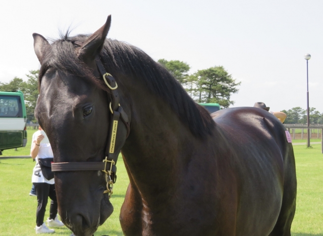 募集馬見学ツアー ゾディアックサイン