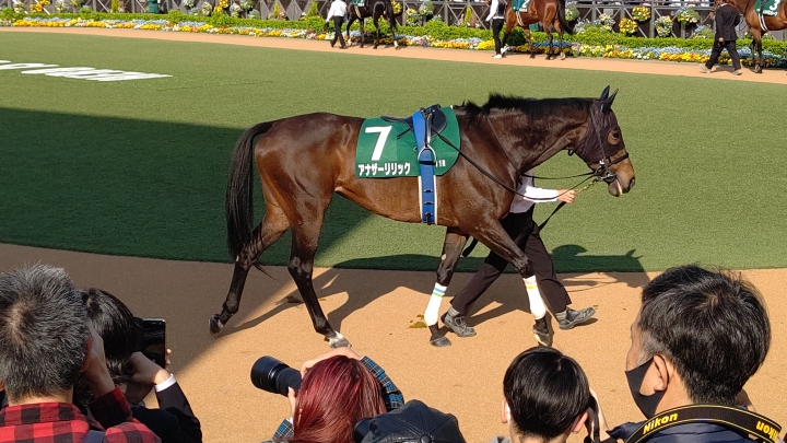 中山 ダービー卿CT パドック アナザーリリック