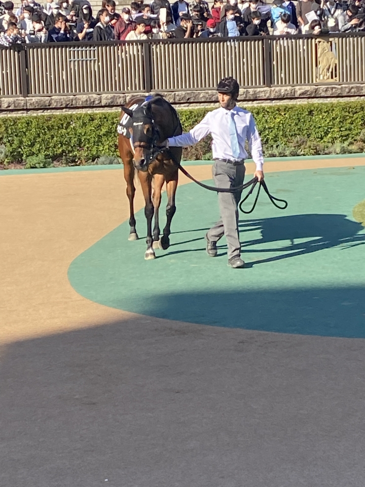 2022/10/30 レジェンドトレーナ(2勝クラス) ベッラノーヴァ
