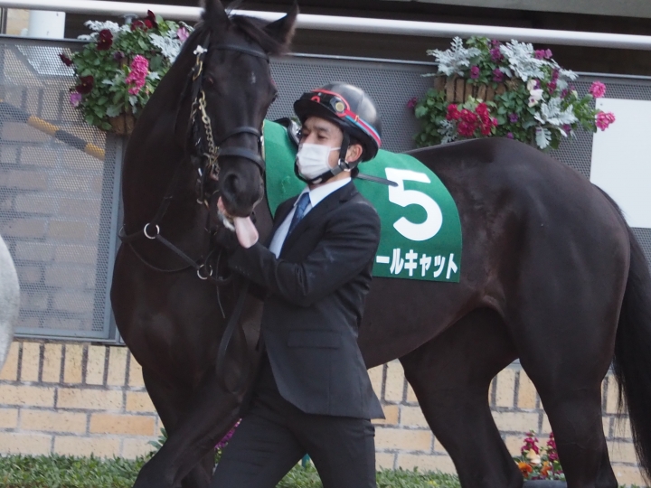 2022年1月 クールキャット