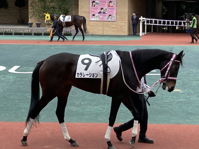 パドックより カラレーション