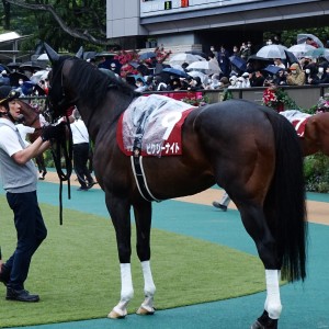 京王杯SC パドック