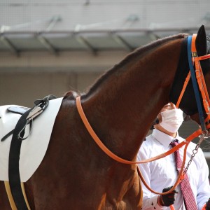 3歳以上2勝クラス(牝)
